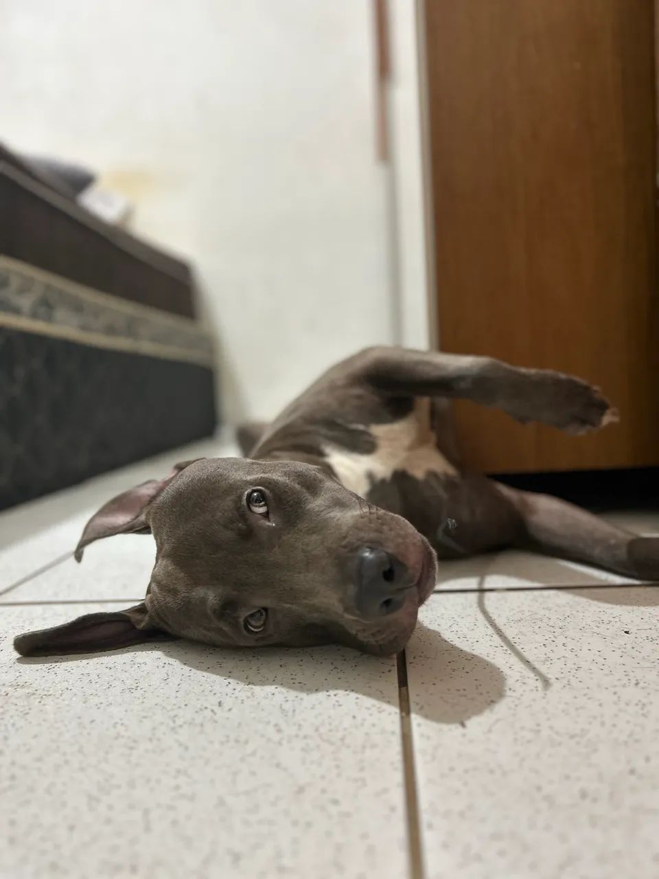 PITBULL PARA DOAÇÃO  - Foto 4
