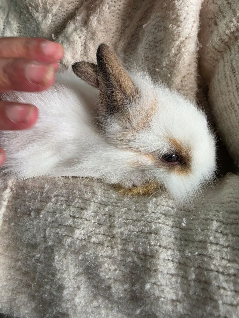 Coelho mini lop - Foto 3