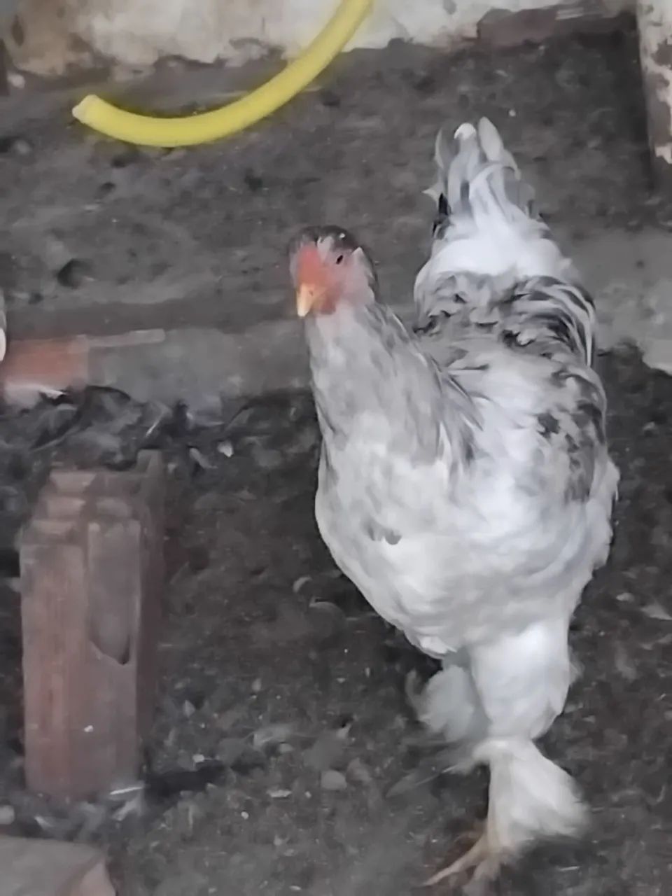 Frango Brahma - Foto 2
