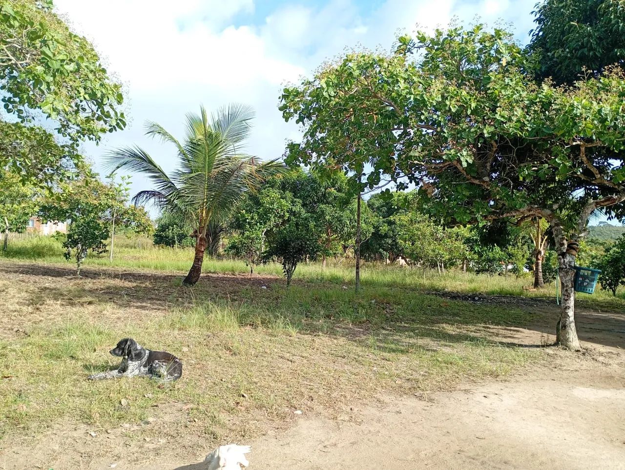 A venda - Foto 4