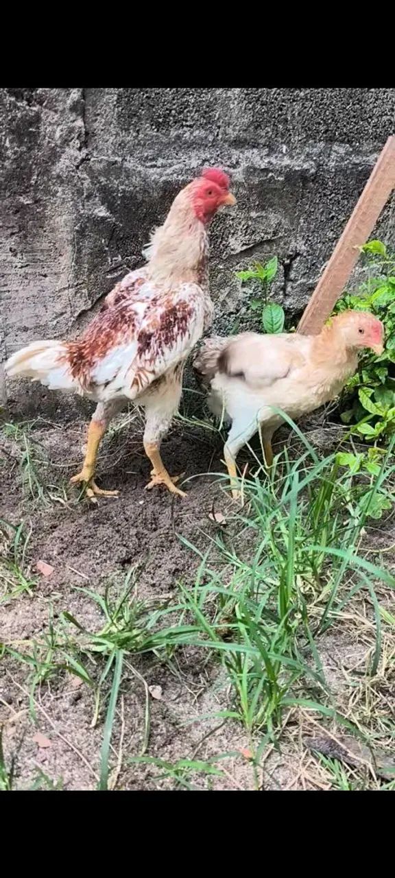 Galo miniatura, ko-shamo - Foto 5