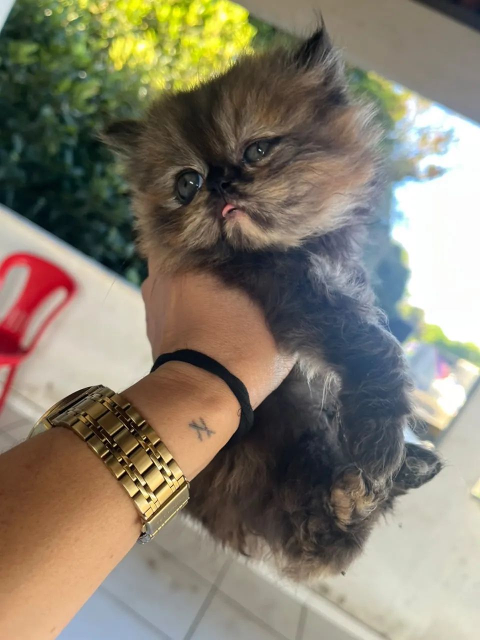 Gata Persa - Foto 2