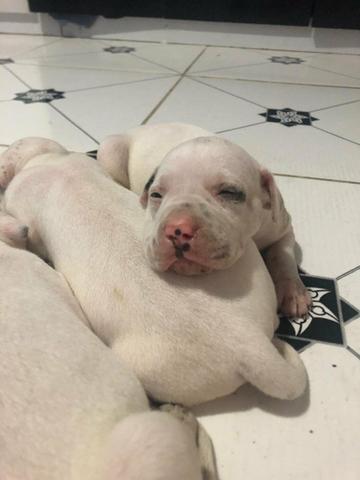 Pets Pitbull Fêmeas - Foto 6