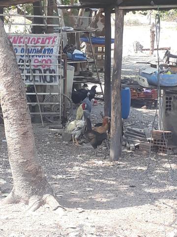 Vendo sítio (ACEITO PROPOSTAS ) - Foto 2