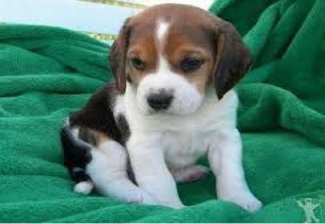 Beagle