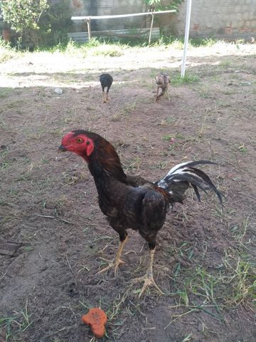 Galo raça