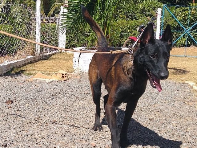 Pastor Belga de Malinois - Foto 2