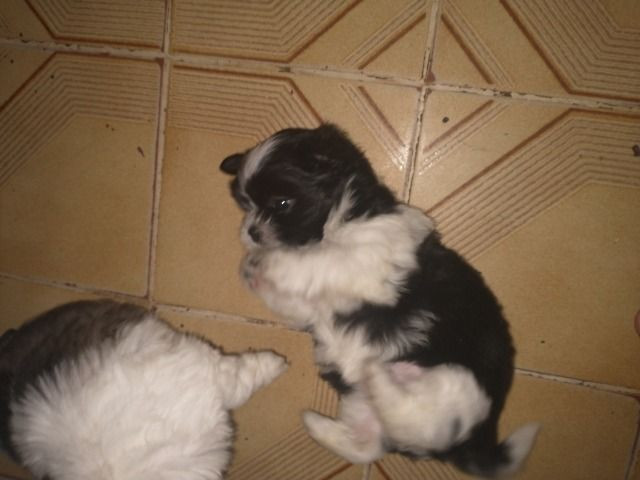 Femea de lhasa apso - Foto 2