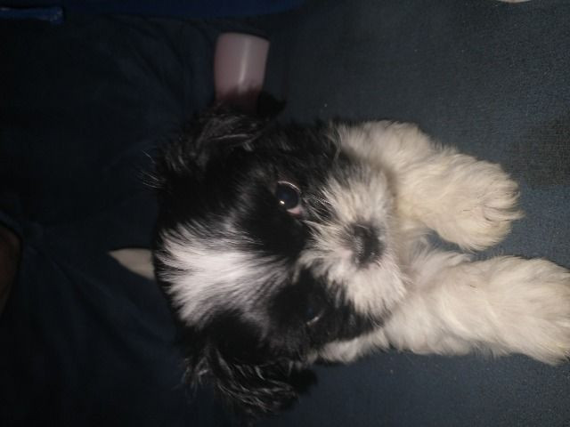 Femea de lhasa apso - Foto 3