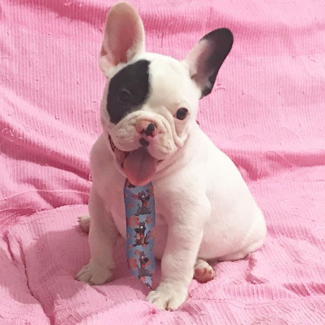Com Um kit Especial de Presente Bulldog Frances Filhotes - Foto 4