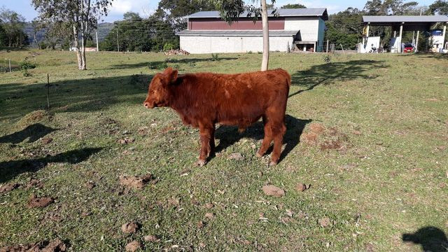 Tourinho Red Angus - Foto 2