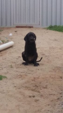 Cane corso fêmea