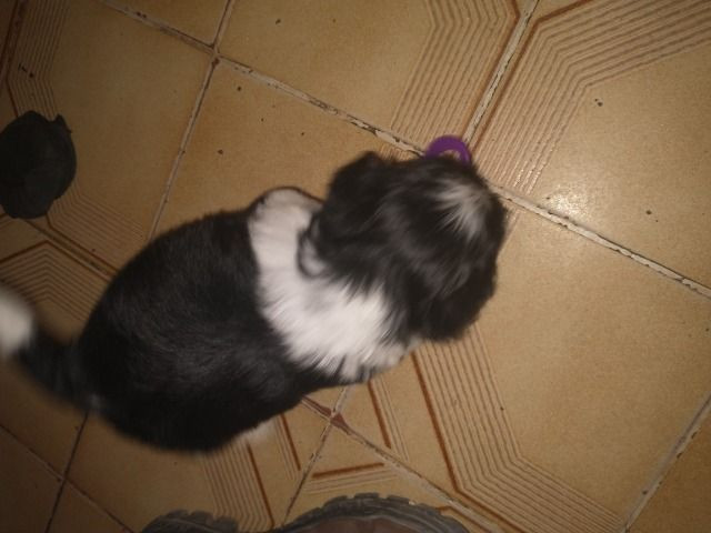 Femea de lhasa apso - Foto 4