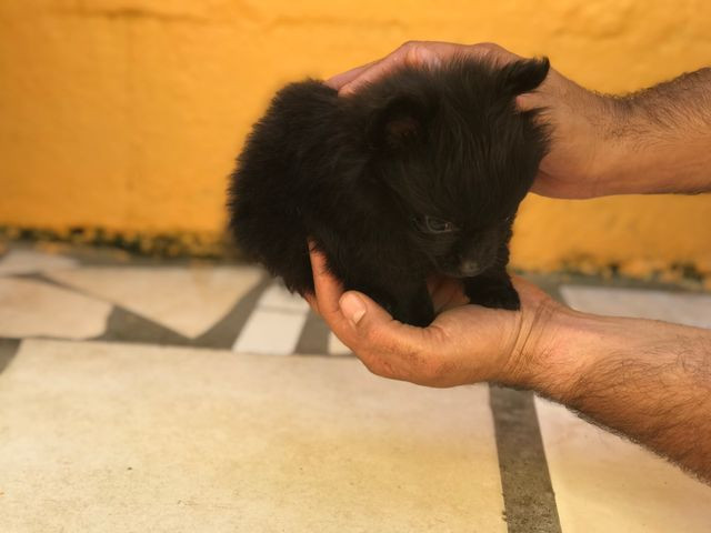 Oportunidade com Seguranca Spitz Alemão Babys - Foto 4