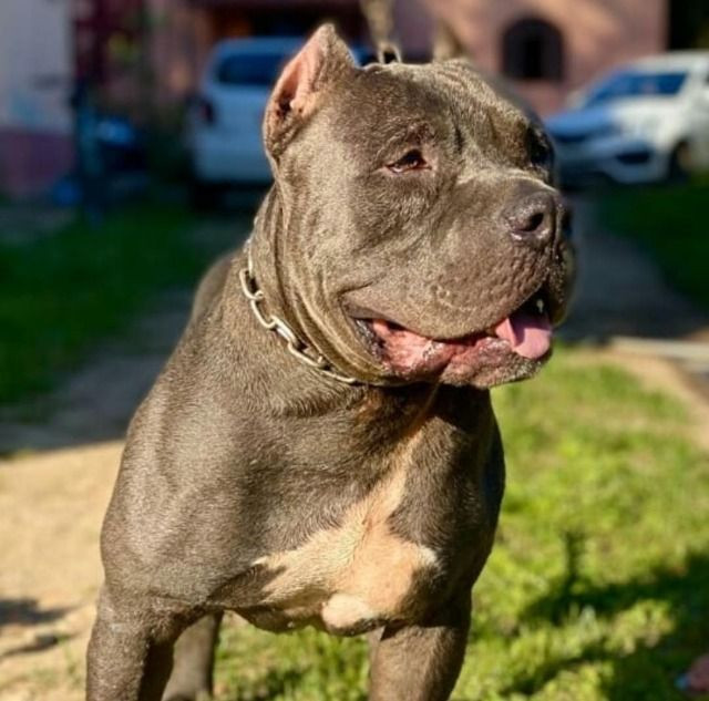 Vendo Filhotes de American Bully recém nascidos! - Foto 4