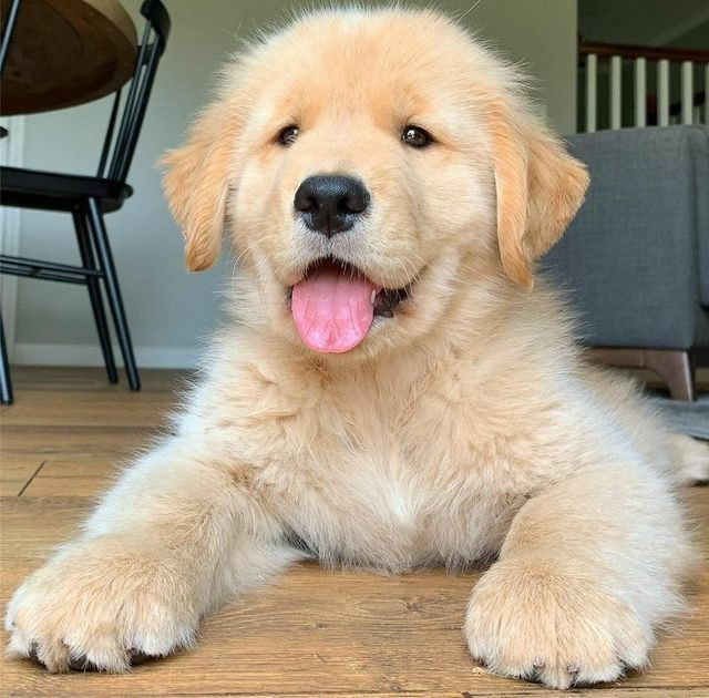 Golden Retriever- filhotes disponíveis alto padrão macho e fêmea disponível
