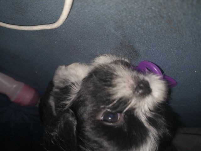 Femea de lhasa apso - Foto 5