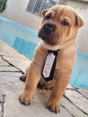 Oportunidade com Seguranca Sharpei Babys - Foto 3