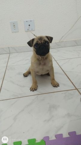 Vendo um cão da raça Pug com 3 meses de idade no particular - Foto 4
