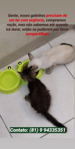 Doação urgente dois gatinhos - Foto 2