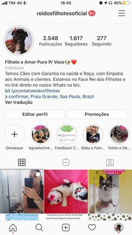 Oportunidade com Seguranca Bulldog Frances Babys - Foto 5
