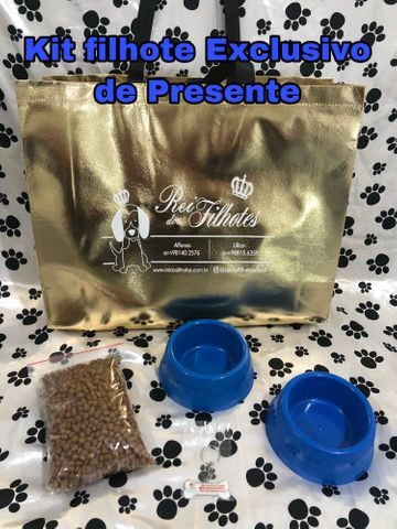 Com Um kit Especial de Presente Bulldog Frances Filhotes - Foto 6