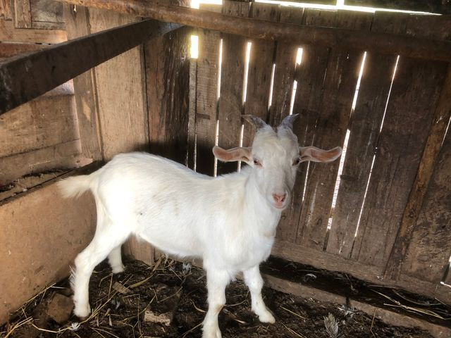 Cabrito - Foto 2