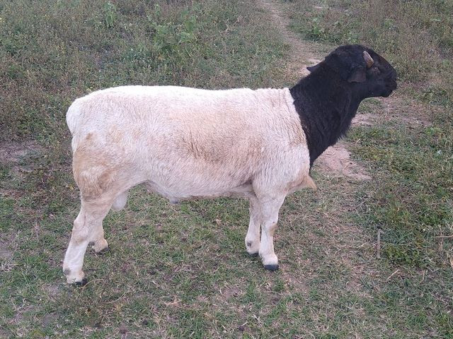 Carneiro dorper P.O
