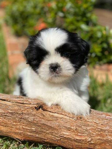 Microchipados Atestado de Saúde e Pedigree grátis Shih Tzu - Foto 6