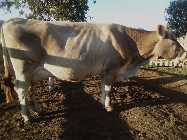 Leitaria completa, vacas e touro a venda