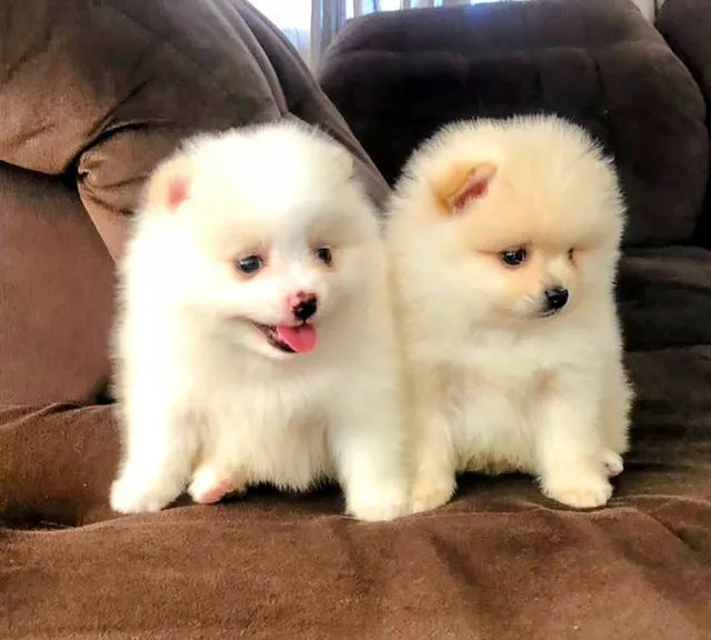 Lindos machinhos de Spitz alemão 45 dias 