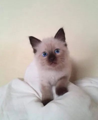 Majestic*Filhotes Disponíveis*Olhos azuis*2 meses*Fotos Reais*Filhote Siamês*Pais no local