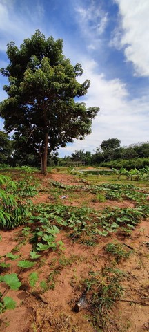 vendo chacara - Foto 6