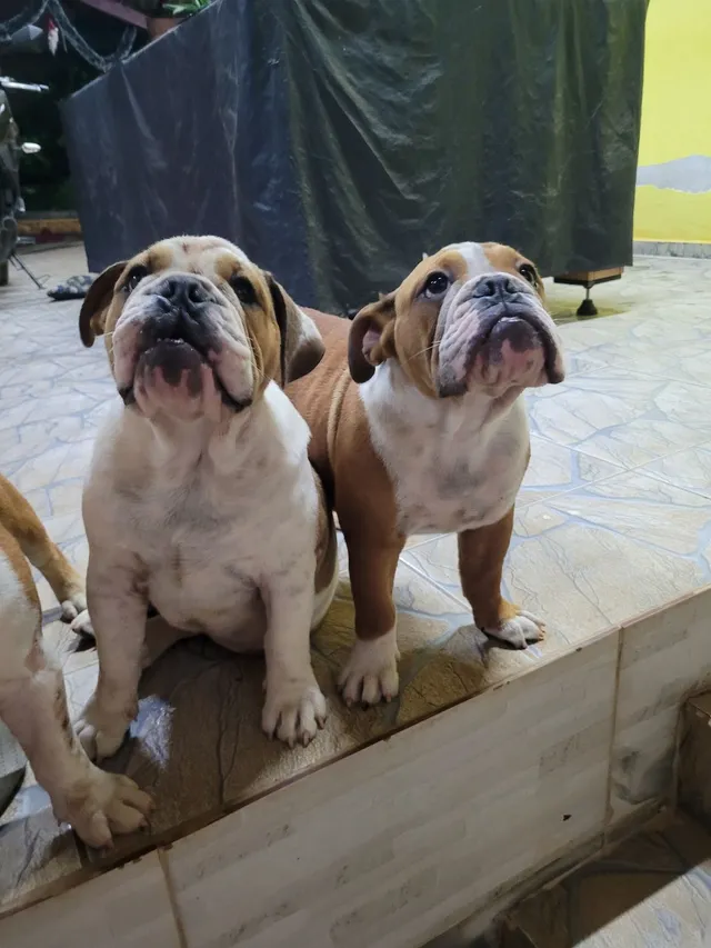 Bulldog ingles preto  +24 anúncios na OLX Brasil