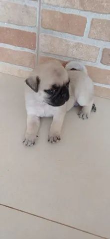 Pug, pai e mãe com pedigree 