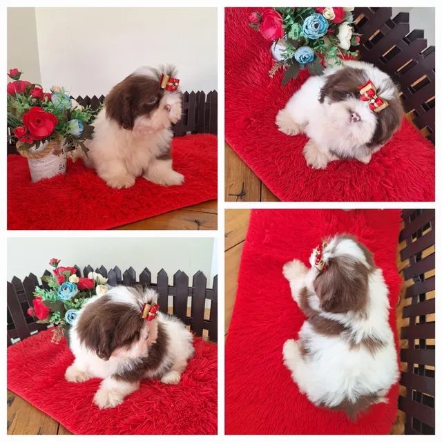 Shih tzu filhotes - Foto 5