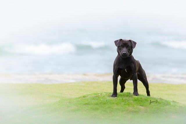 Patterdale store terrier olx