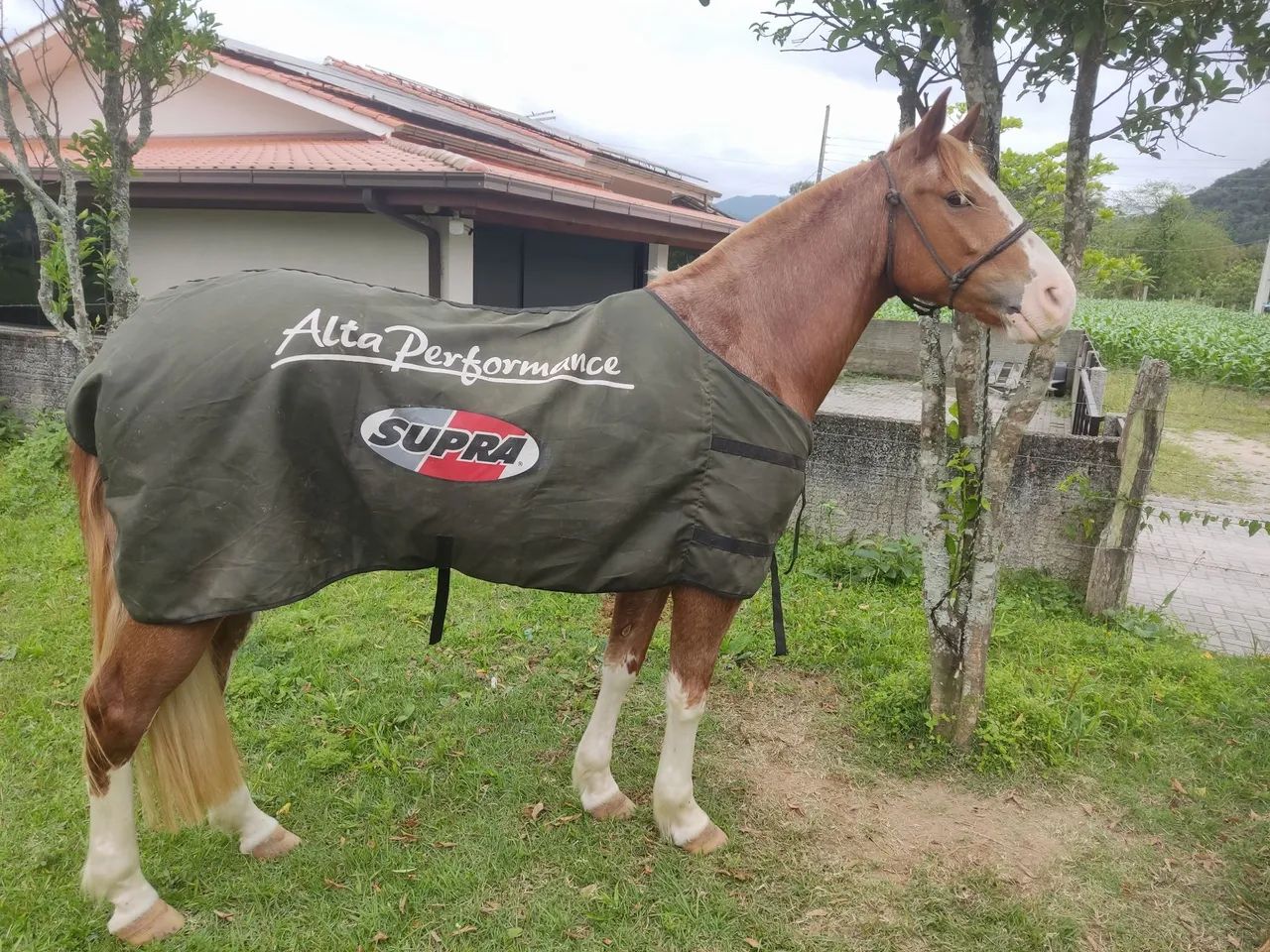 Crioula sem PAPEL  - Foto 2