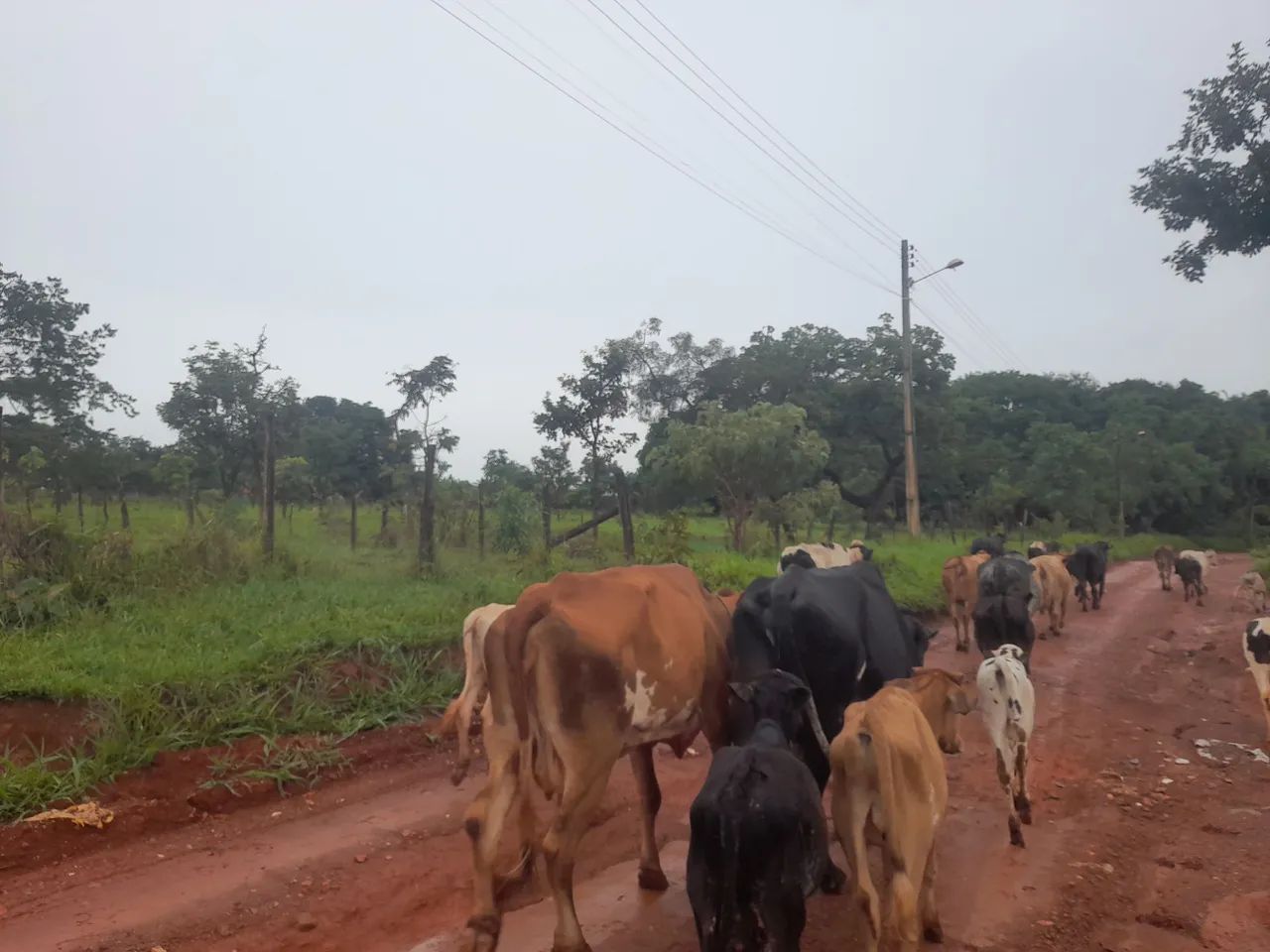  vende-se duas vacas formação Chama no WhatsApp - Foto 5