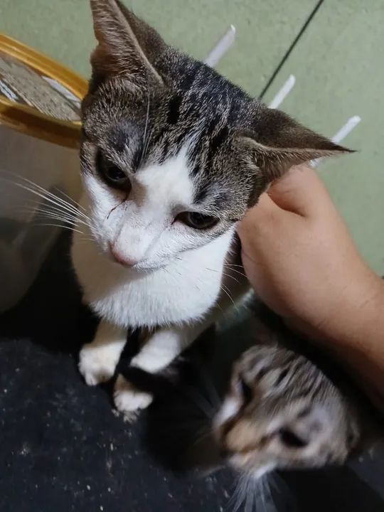 Gatinhas - Doação  - Foto 2