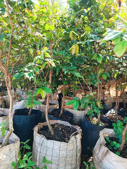 Mudas nativas reflorestamento ornamentais 