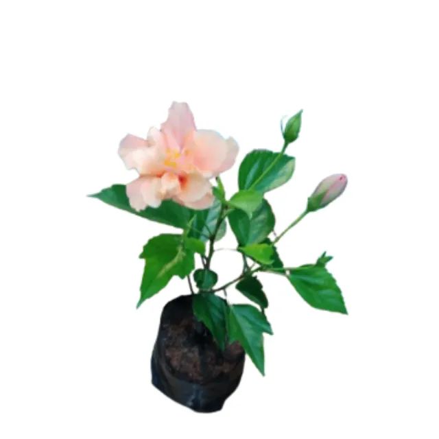 Muda De Hibisco Laranja 1 Unidade - Foto 3