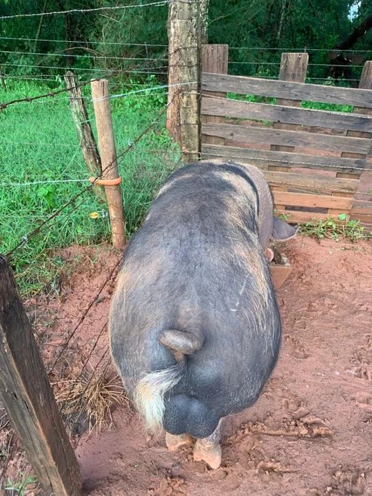 Marroa de primeira cria  - Foto 5