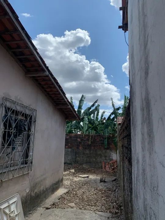 Corte e poda de arvores e palmeiras  - Foto 4