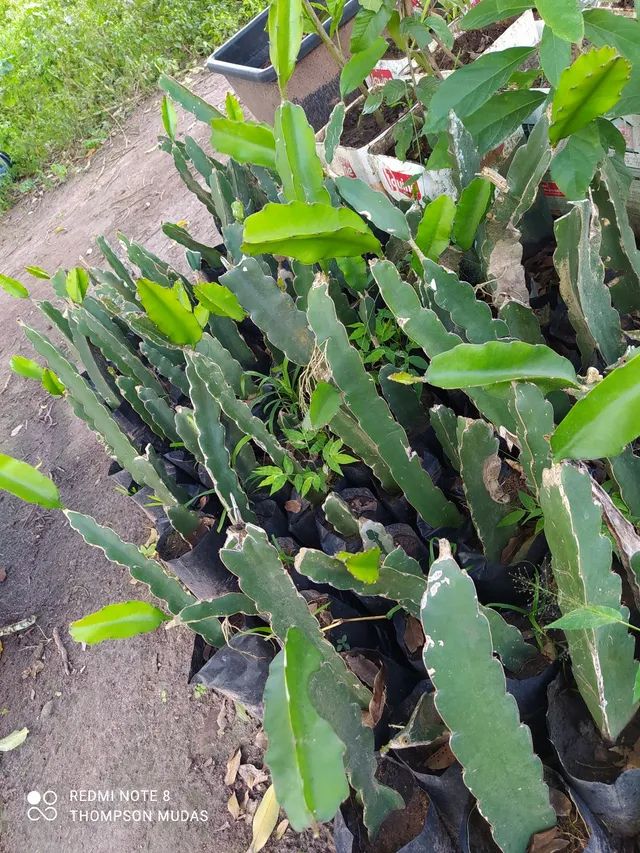 Pitaya Vermelha e Branca 