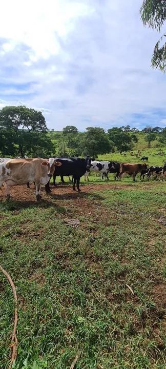 Fazenda próximo pato de minas  - Foto 4