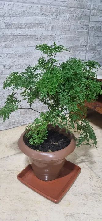 Planta em vaso( Árvore da Felicidade)!!!