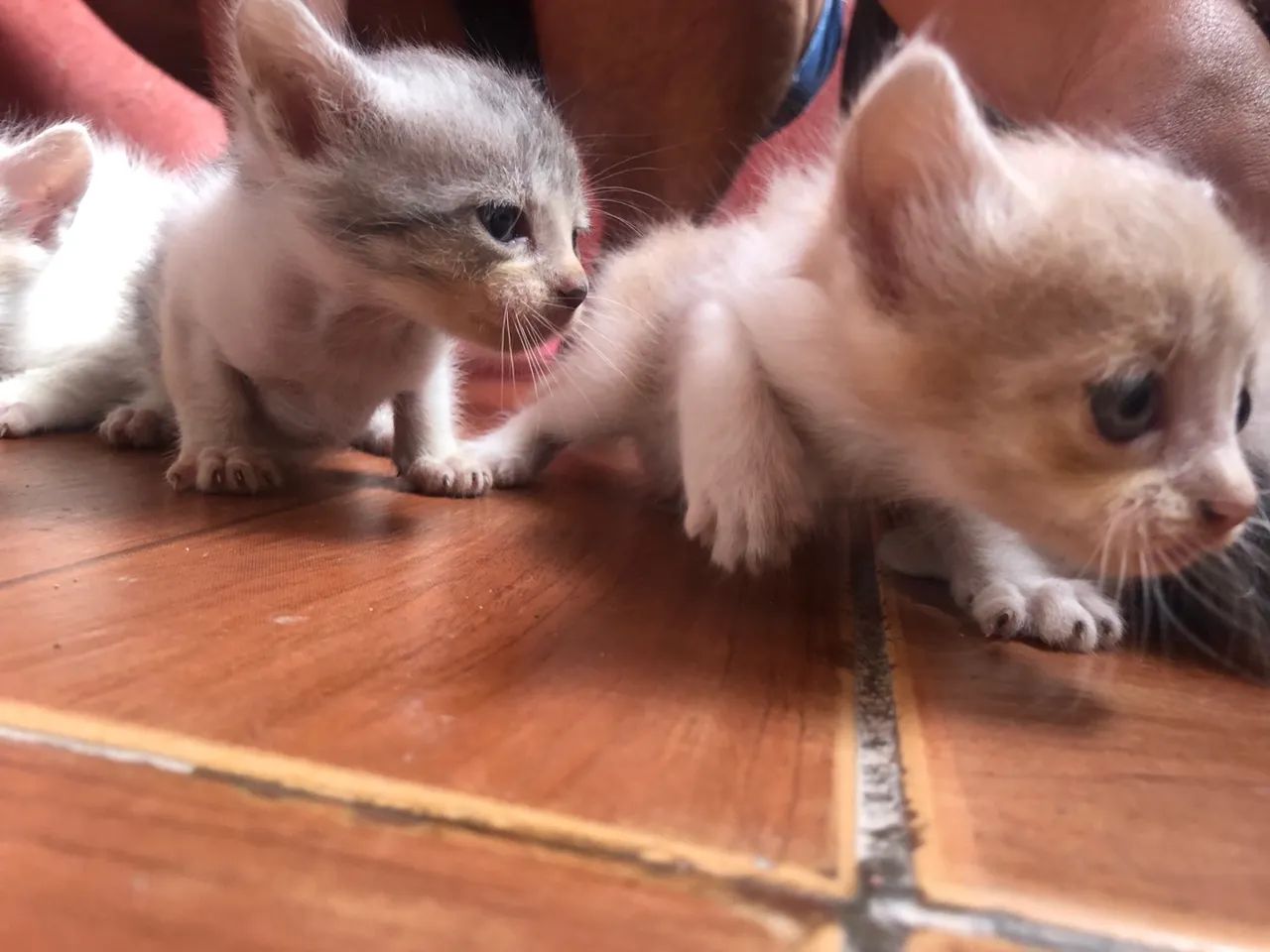 DOA-SE URGENTE  - Foto 5