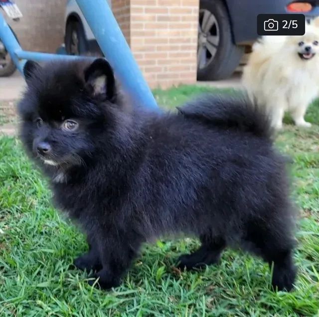 Spitz Alemão macho pedigree cbkc 12x sem juros - Foto 3