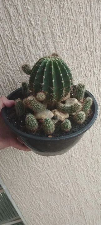 Cacto Echinopsis Oxigona Cacto da Páscoa - Foto 2